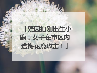疑因拍刚出生小鹿，女子在市区内遭梅花鹿攻击！