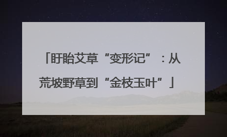 盱眙艾草“变形记”：从荒坡野草到“金枝玉叶”