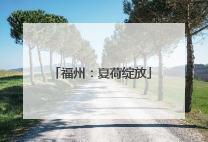 福州：夏荷绽放