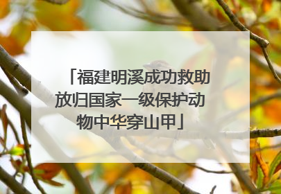 福建明溪成功救助放归国家一级保护动物中华穿山甲