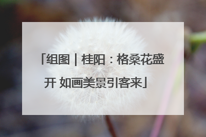 组图｜桂阳：格桑花盛开 如画美景引客来