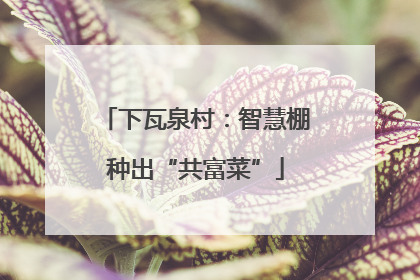 下瓦泉村：智慧棚种出“共富菜”