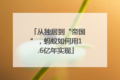 从独居到“帝国”，蚂蚁如何用1.6亿年实现