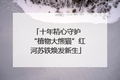十年精心守护 “植物大熊猫”红河苏铁焕发新生