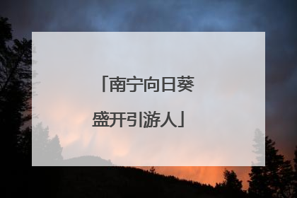南宁向日葵盛开引游人