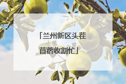 兰州新区头茬苜蓿收割忙