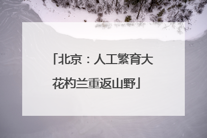 北京：人工繁育大花杓兰重返山野