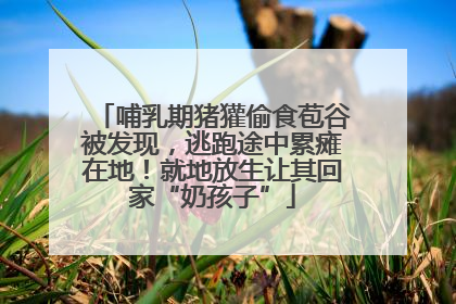 哺乳期猪獾偷食苞谷被发现，逃跑途中累瘫在地！就地放生让其回家“奶孩子”