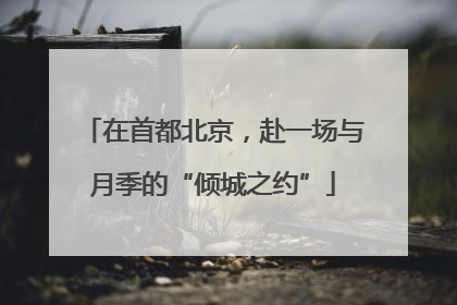 在首都北京，赴一场与月季的“倾城之约”