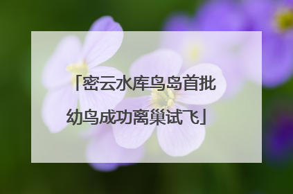 密云水库鸟岛首批幼鸟成功离巢试飞