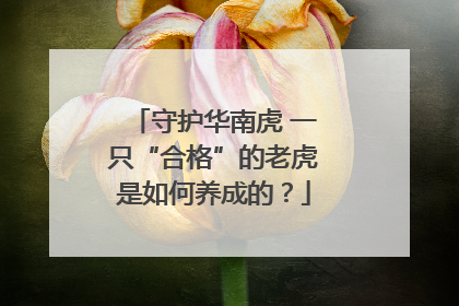 守护华南虎 一只“合格”的老虎是如何养成的？