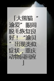大熊猫“渝爱”眼周脱毛恢复良好！“渝贝”出现类似症状，重庆动物园回应