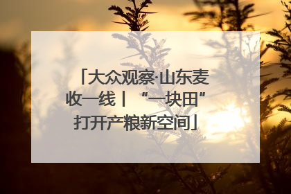 大众观察·山东麦收一线丨“一块田”打开产粮新空间
