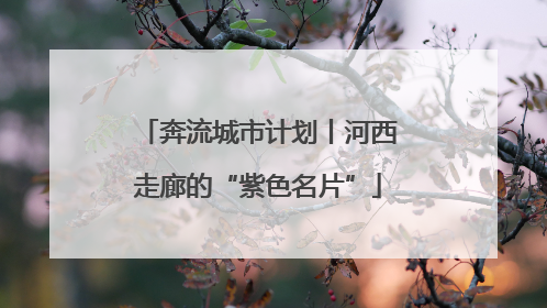 奔流城市计划丨河西走廊的“紫色名片”