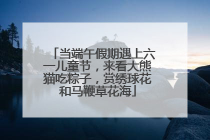 当端午假期遇上六一儿童节，来看大熊猫吃粽子，赏绣球花和马鞭草花海