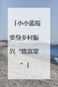 小小蓝莓变身乡村振兴“致富果”