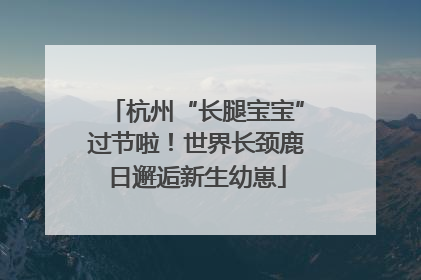 杭州“长腿宝宝”过节啦！世界长颈鹿日邂逅新生幼崽