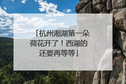 杭州湘湖第一朵荷花开了！西湖的还要再等等