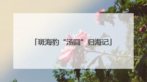 斑海豹“汤圆”归海记