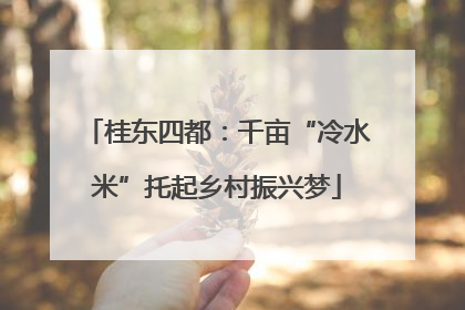 桂东四都：千亩“冷水米”托起乡村振兴梦