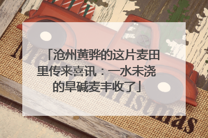 沧州黄骅的这片麦田里传来喜讯：一水未浇的旱碱麦丰收了