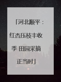 河北顺平：红杏压枝丰收季 田园采摘正当时