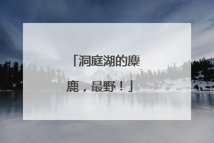 洞庭湖的麋鹿，最野！
