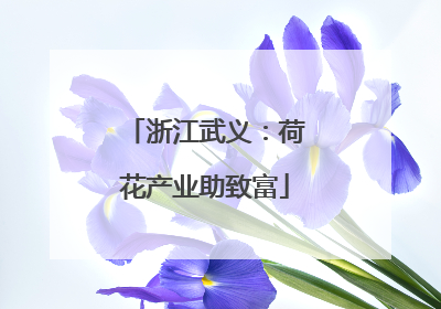 浙江武义：荷花产业助致富