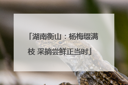 湖南衡山：杨梅缀满枝 采摘尝鲜正当时