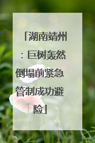 湖南靖州：巨树轰然倒塌前紧急管制成功避险