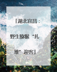 湖北宜昌：野生猕猴“扎堆”迎客