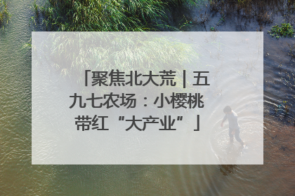 聚焦北大荒｜五九七农场：小樱桃带红“大产业”