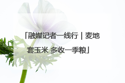 融媒记者一线行｜麦地套玉米 多收一季粮