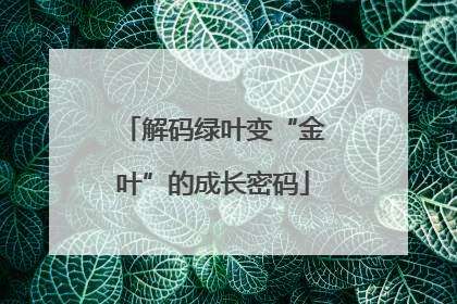 解码绿叶变“金叶”的成长密码