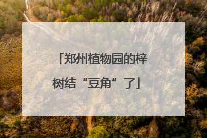 郑州植物园的梓树结“豆角”了