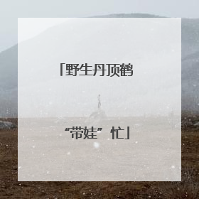 野生丹顶鹤“带娃”忙