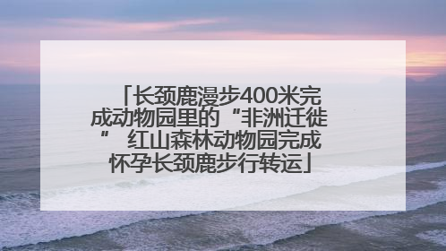 长颈鹿漫步400米完成动物园里的“非洲迁徙” 红山森林动物园完成怀孕长颈鹿步行转运