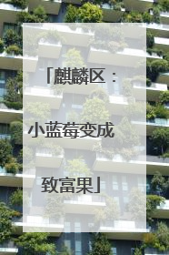 麒麟区：小蓝莓变成致富果